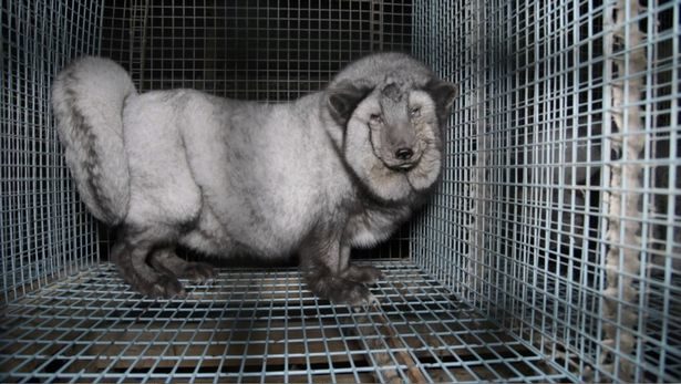 fat fur fox