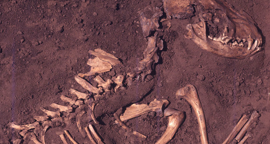 Click to enlarge dog 10,000 year americas