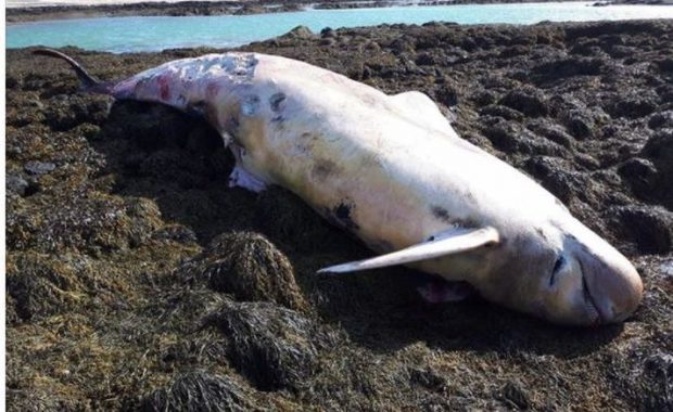 The carcass has been lying in the beach for several days.