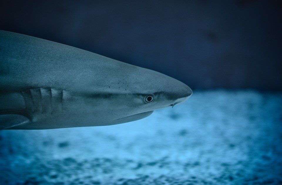 Expert believes Norwegian tourist attacked by a bull shark