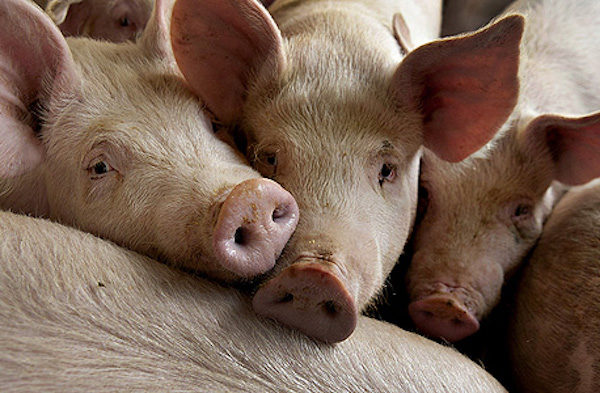 Click to enlarge pigs