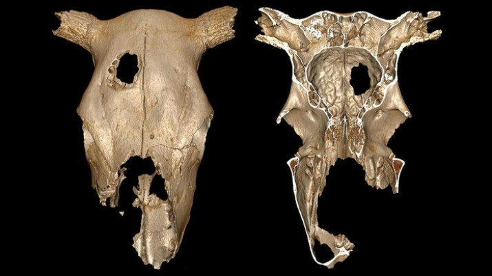Ancient Brain Surgery