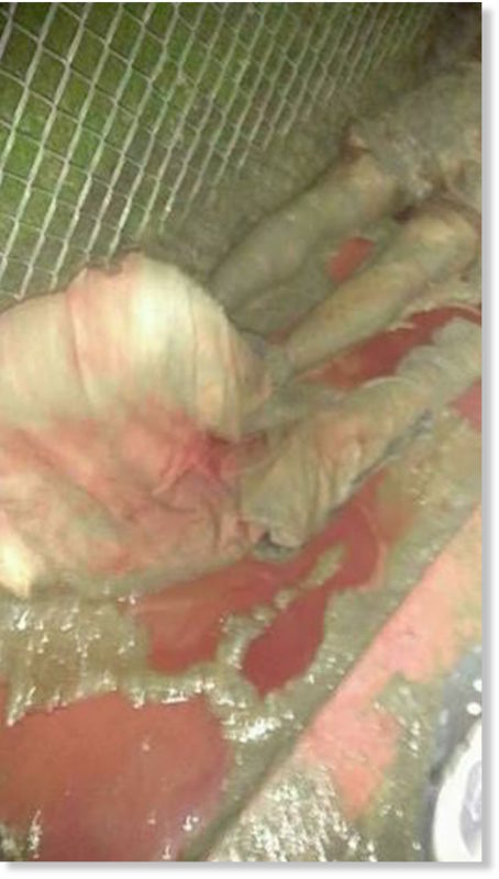 Click to enlarge prison carnage 4