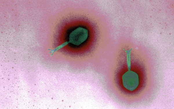 Virus