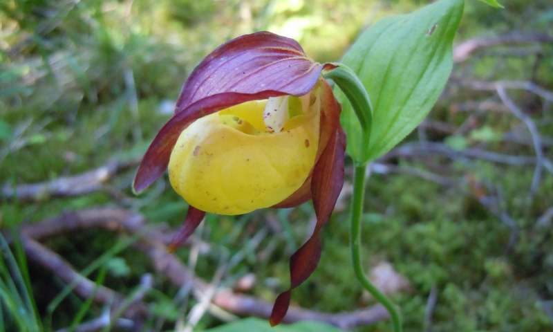 A lady's slipper orchid (Cypripedium calceolus) photographed in Estonia.