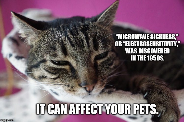 Click to enlarge microwave sickness pets