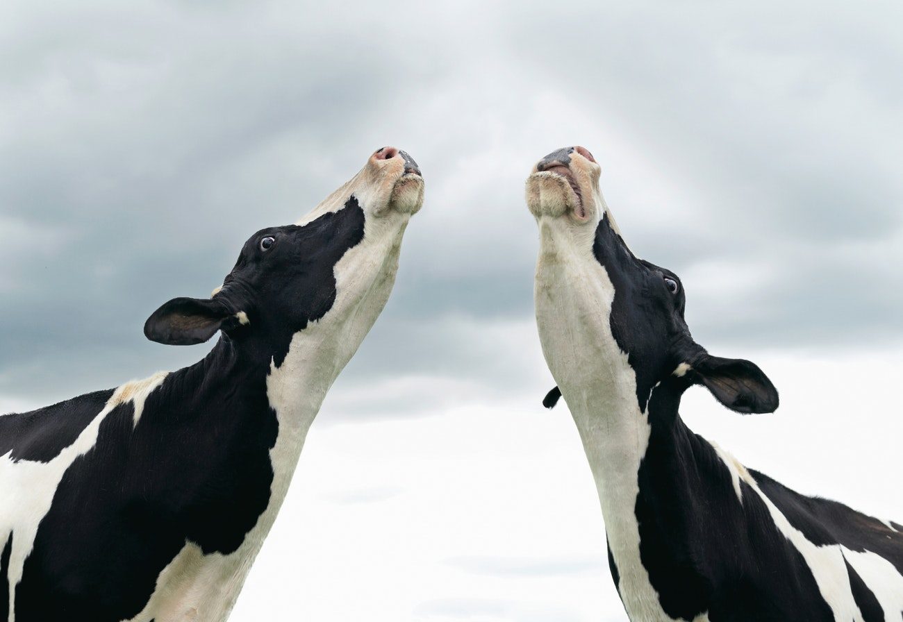 Click to enlarge Cows