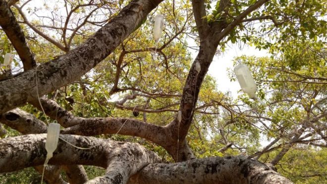 700 year old banyan tree