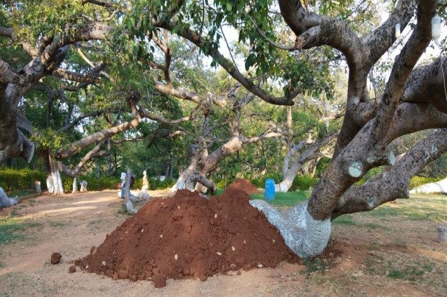 Click to enlarge 700 year old banyan tree