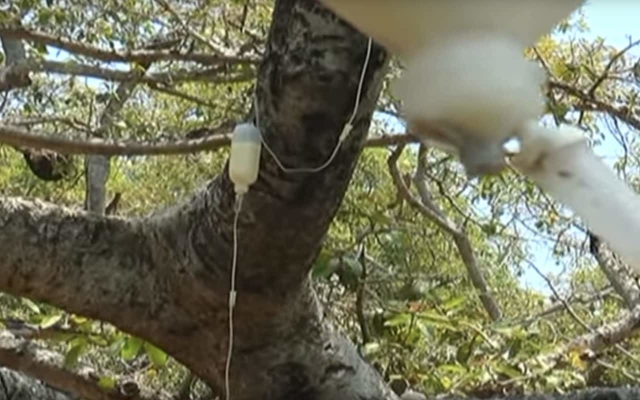 Click to enlarge saline drip banyan tree