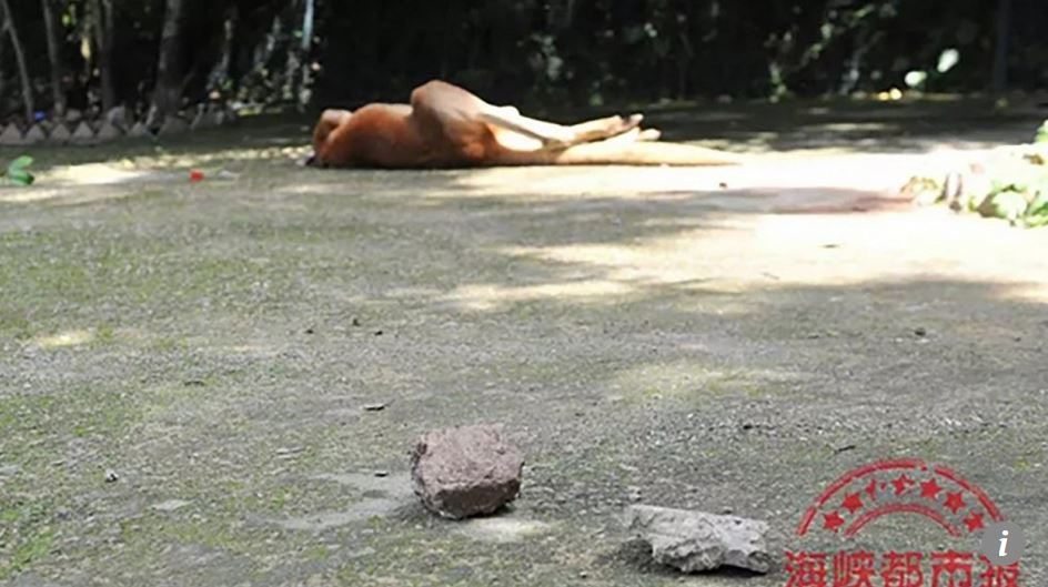 dead kangaroo China
