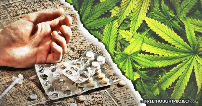 Click to enlarge opioids cannabis