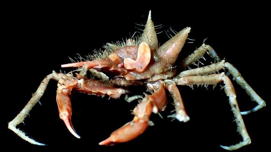 Crab