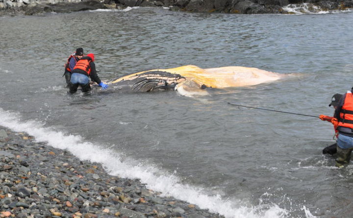 Click to enlarge A dead humpback whale was found floating in a Lubec cove, and scientists are eager to find the cause of its demise.
