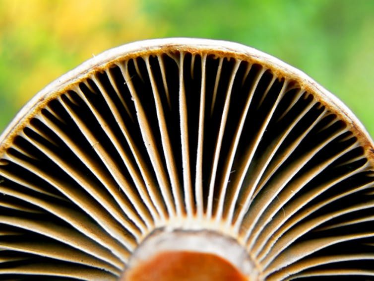 Click to enlarge fungus