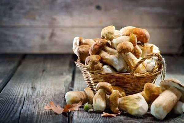 Click to enlarge fungi