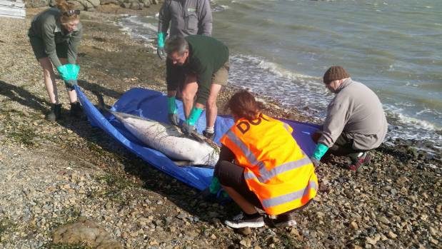 Department of Conservation workers collected the body of a dolphin found in Pauatahanui inlet just outside Wellington.