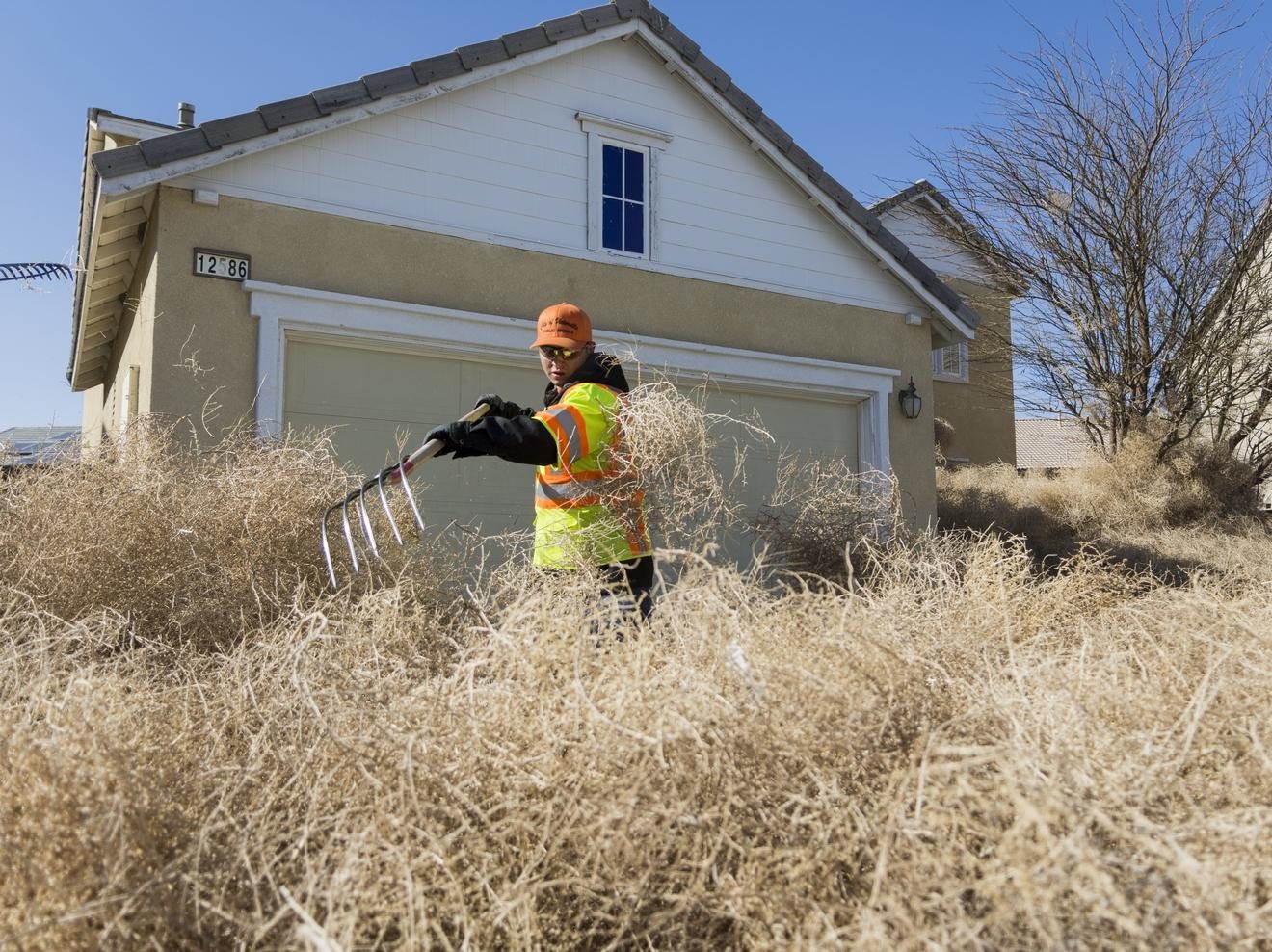 Click to enlarge tumbleweeds.