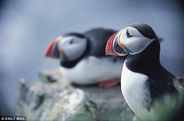 Click to enlarge Puffins could be consigned to the history books as a report has found that it is one of the 40 per cent of bird species that are in decline.