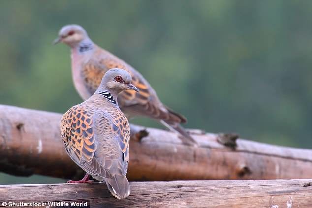 Click to enlarge The sudden struggle of the European turtle dove (pictured)