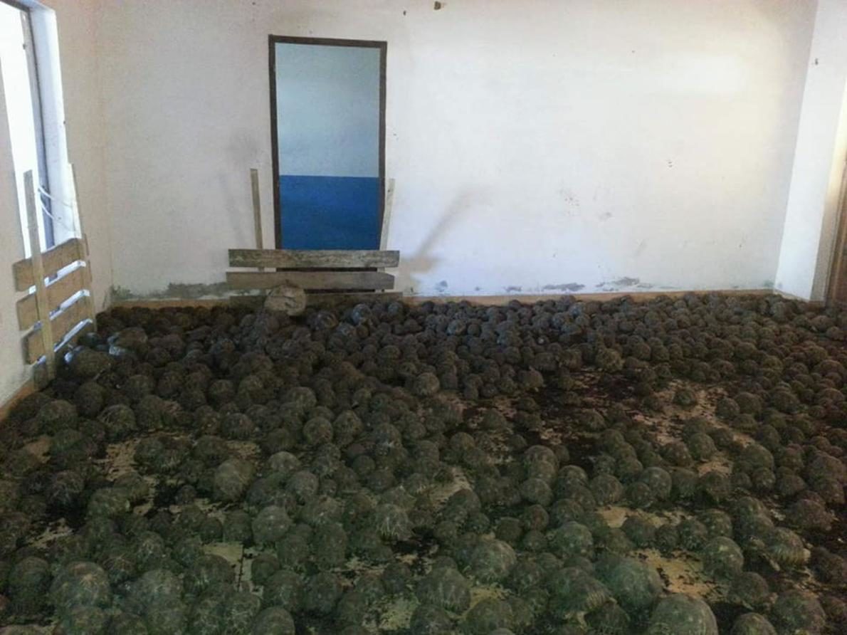 10000 tortoises madagascar