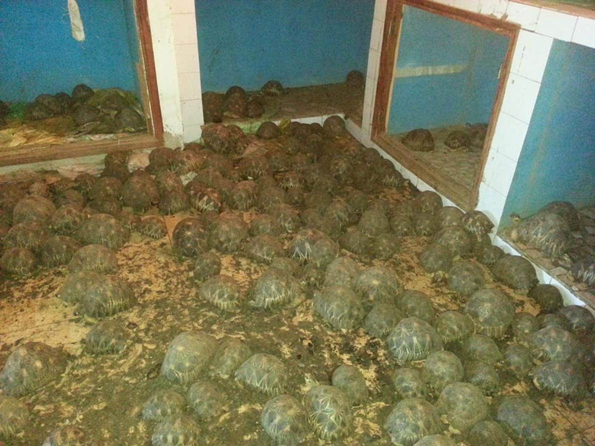 10000 tortoises