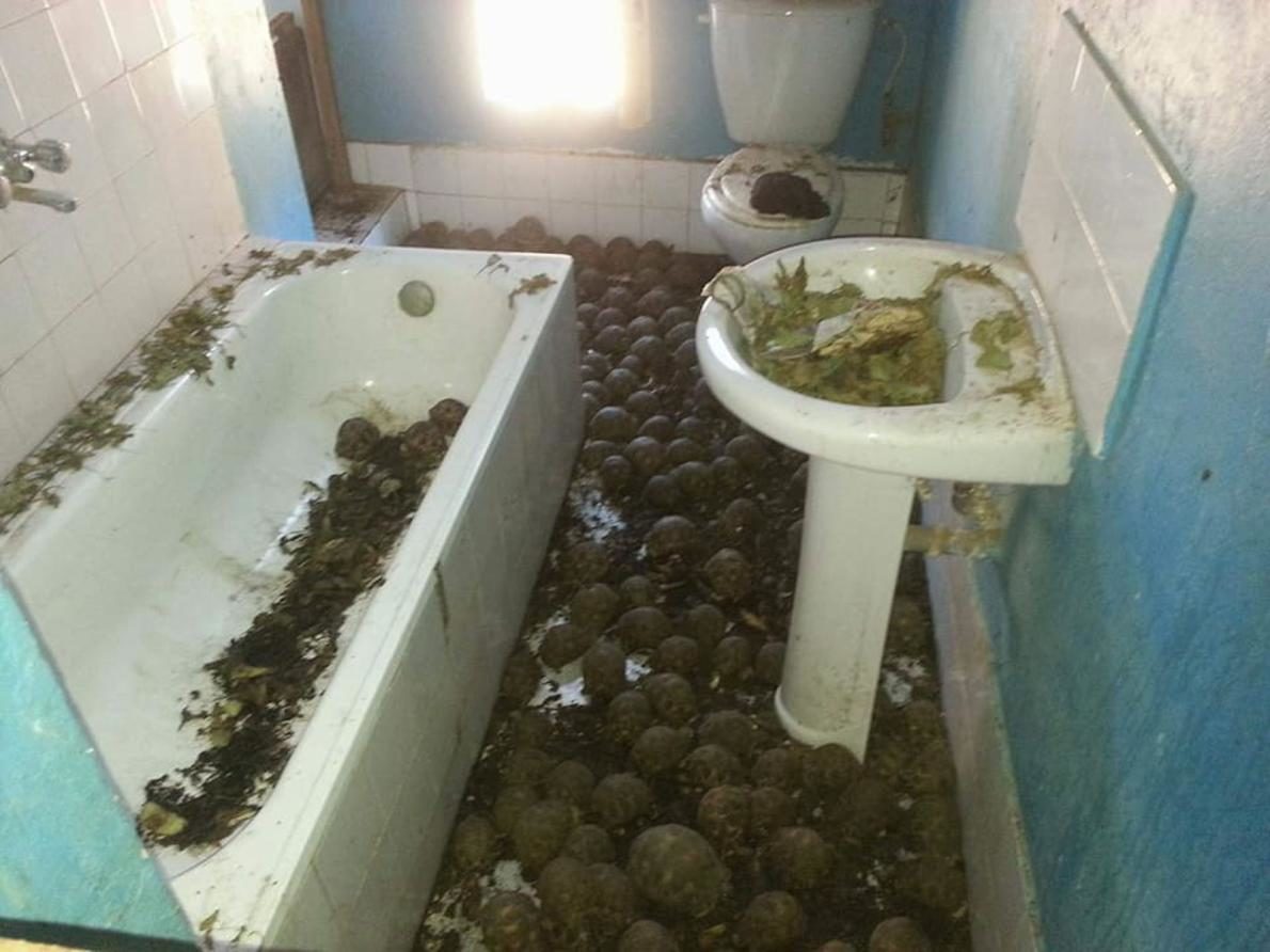 Click to enlarge 10000 tortoises