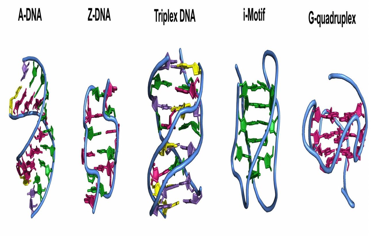 DNA Shapes