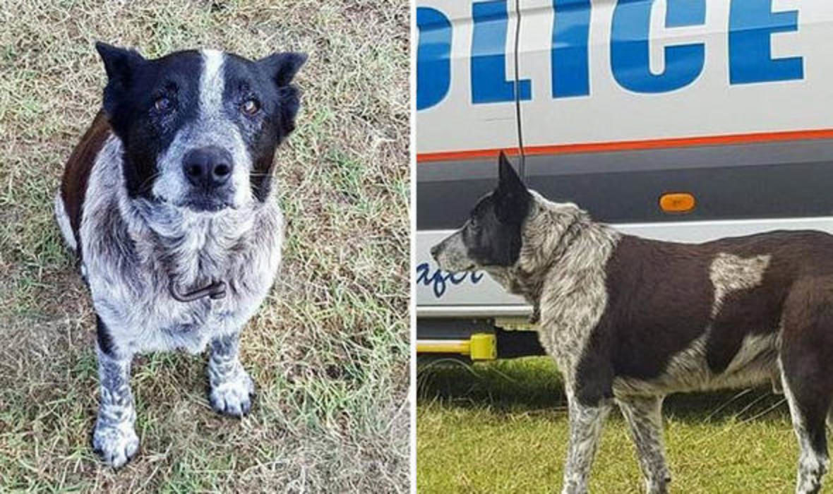 dog australia wilderness save girl
