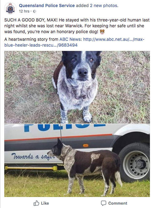 Click to enlarge queensland police max dog