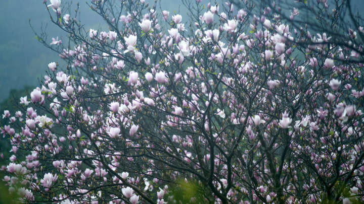 Magnolia