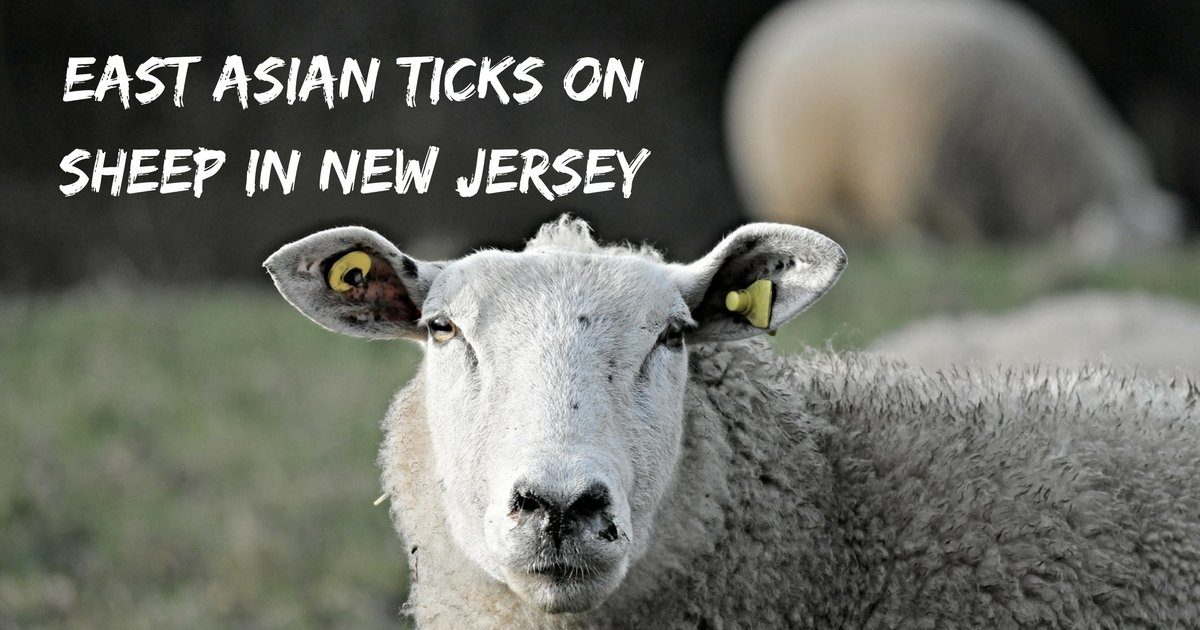 East Asian tick on sheep in New Jersey
