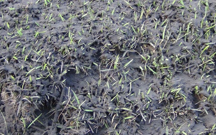 Ash from the eruption of the volcano on the Vanuatu island of Ambae has smothered crops.