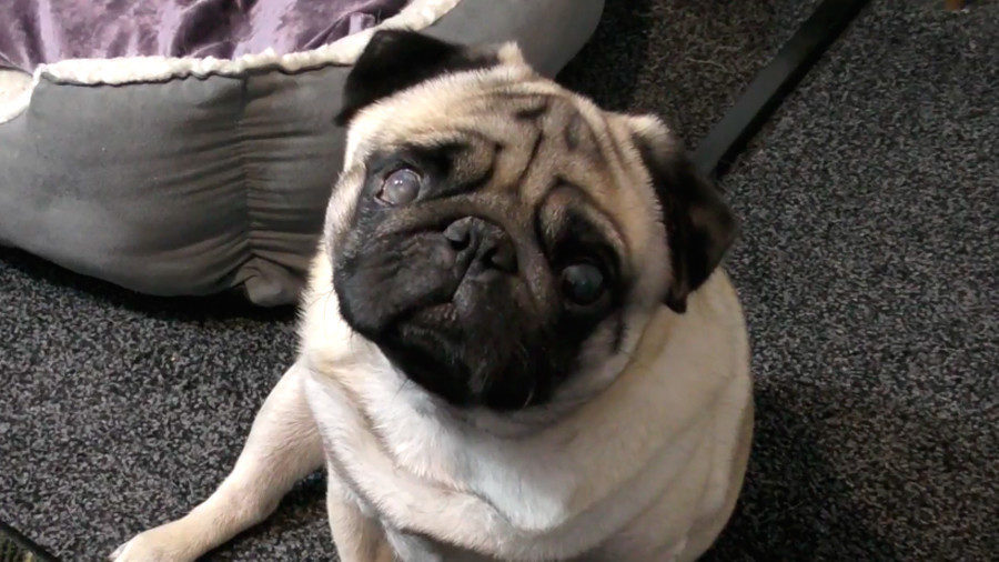 Pug dog