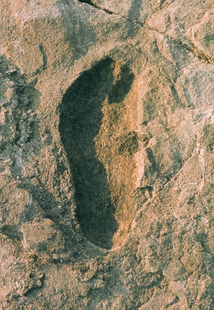 Fossilised footprint