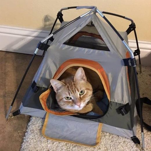 Click to enlarge Cat in mini-tent
