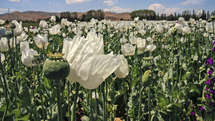 Click to enlarge poppies