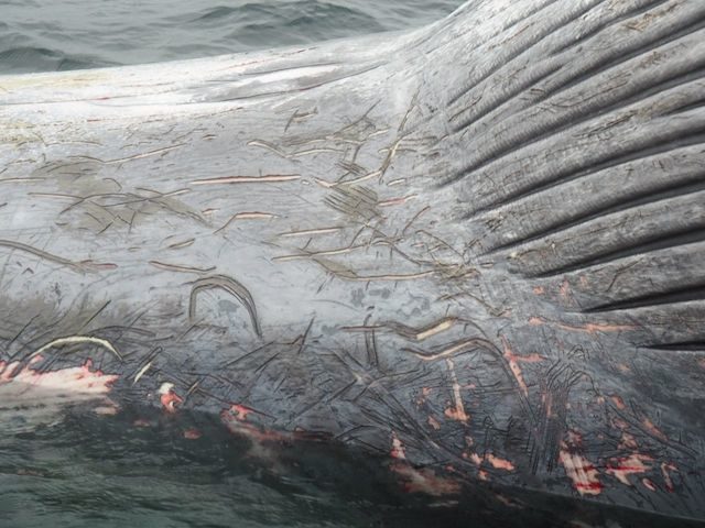 dead whale