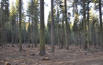 restored forest