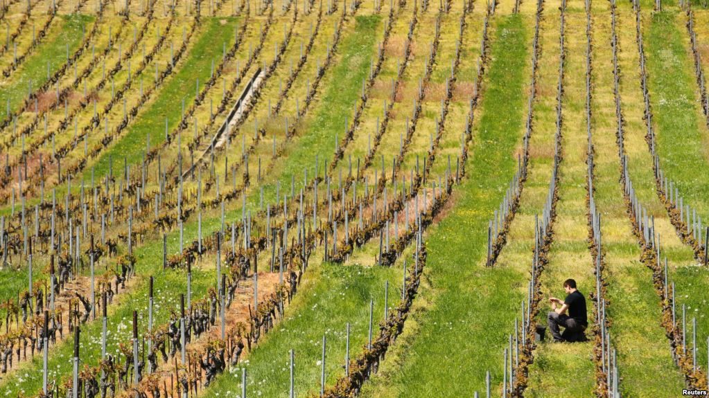 Click to enlarge vinyard poor weather conditions lowers wine output