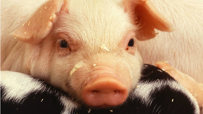 Click to enlarge piglet