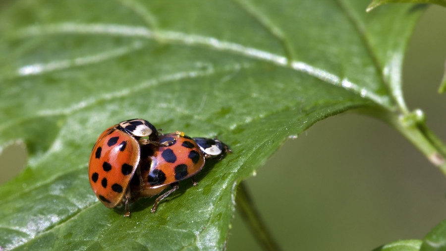 Ladybugs