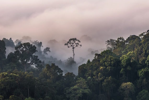 jungle