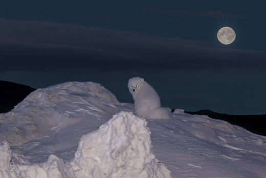Click to enlarge Last Time by Moonlight