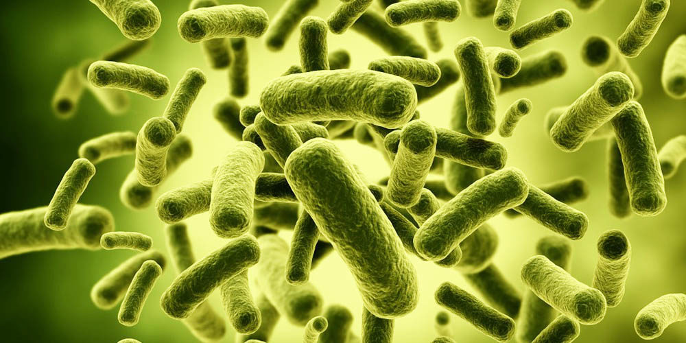 bacteria stuffies