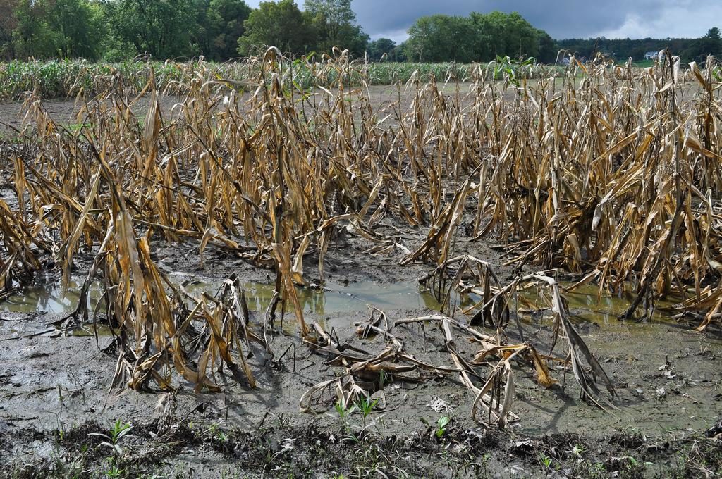 Click to enlarge crop damage