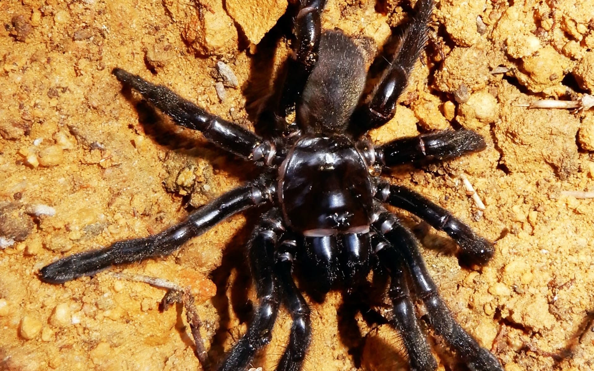 trap door spider