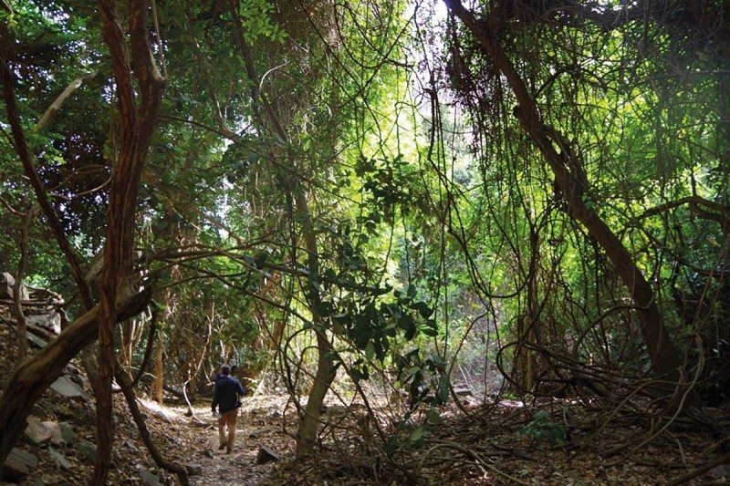 Fossil hunters have yet to explore much of Africa, especially forests and deserts (above and below)