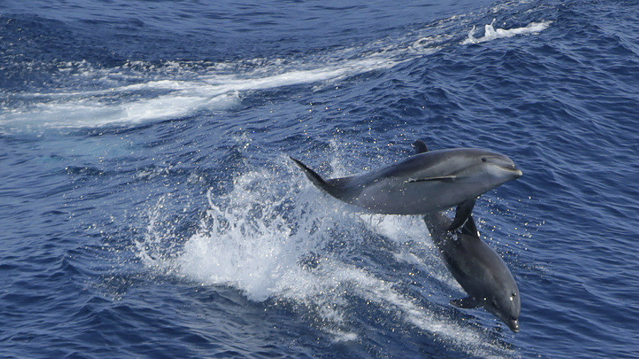 Dolphins