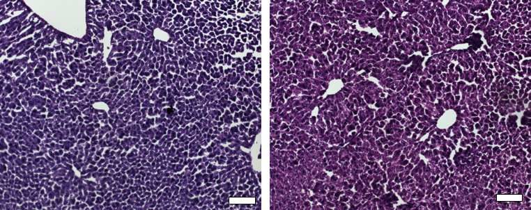 Click to enlarge CRISPR/Cas9 epigenetic repression system mice liver